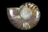 Iridescent, Red Flash Ammonite - Madagascar #82440-1